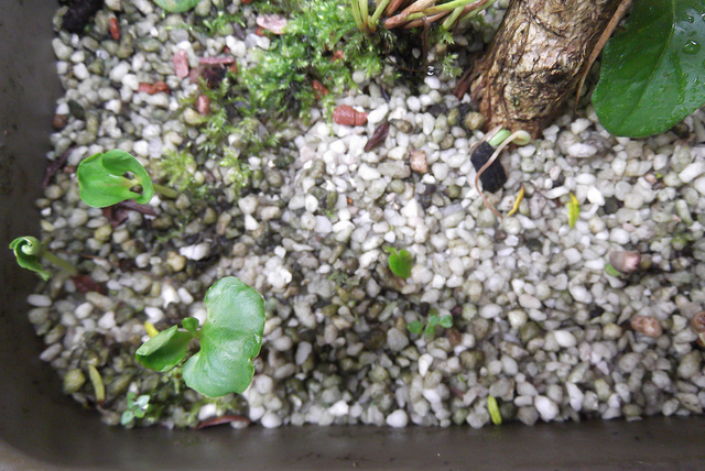 bonsai from seed